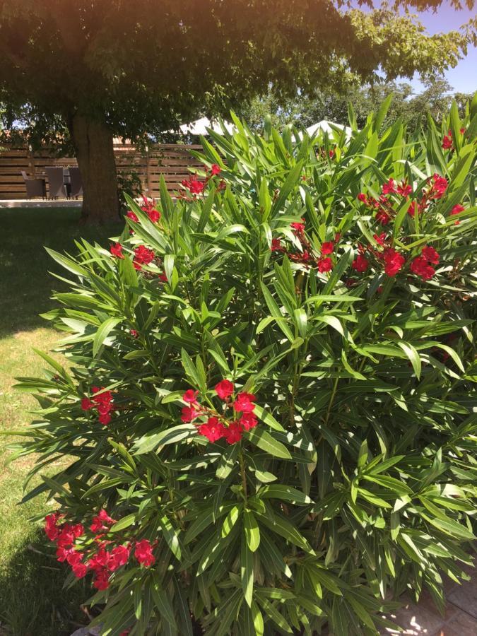 לינה וארוחת בוקר Cadalen Domaine De La Vigne מראה חיצוני תמונה